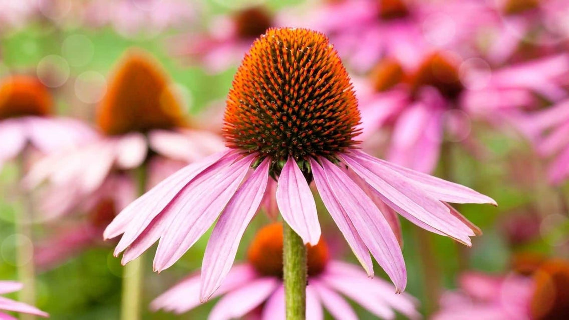 full sun perennials