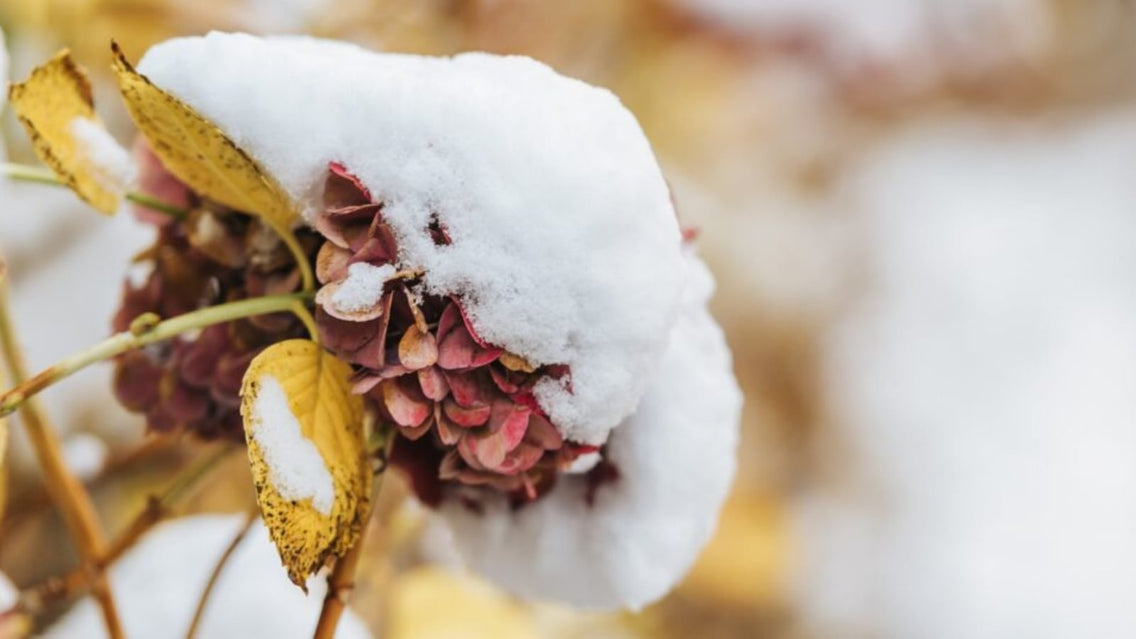 hydrangea winter care