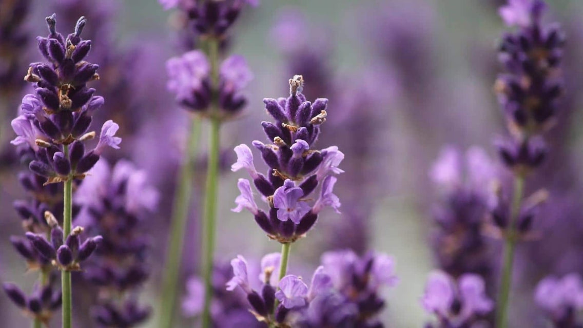 lavender growing tips