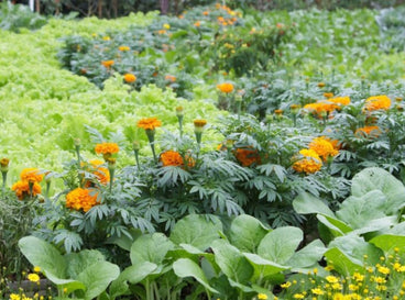 marigolds with vegetables
