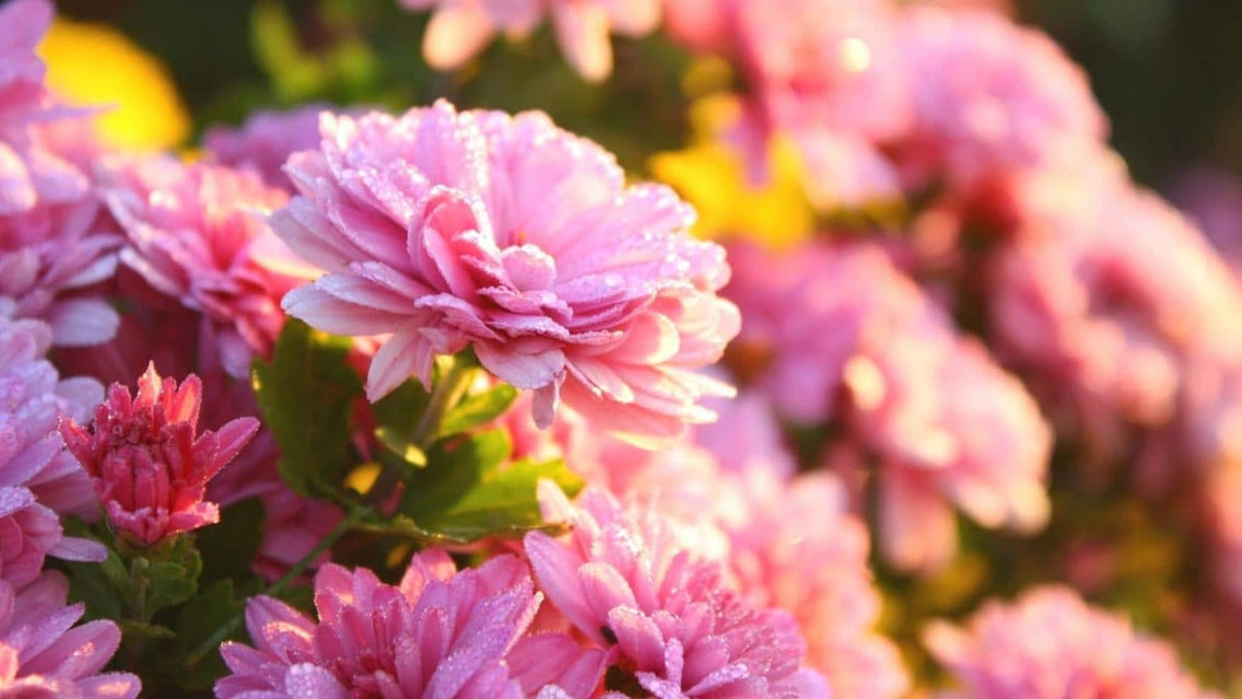 Chrysanthemums. Mums full sun