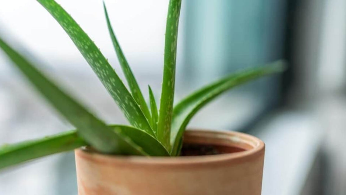 repot aloe vera