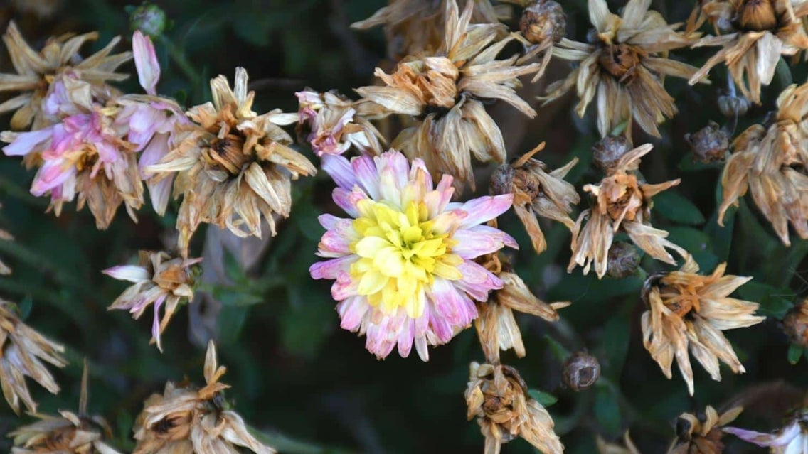 revive dead mums