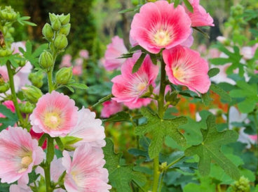 Tall Perennials blooming in the flower garden. There are pink flowers blooming with green foliage at the bottom.