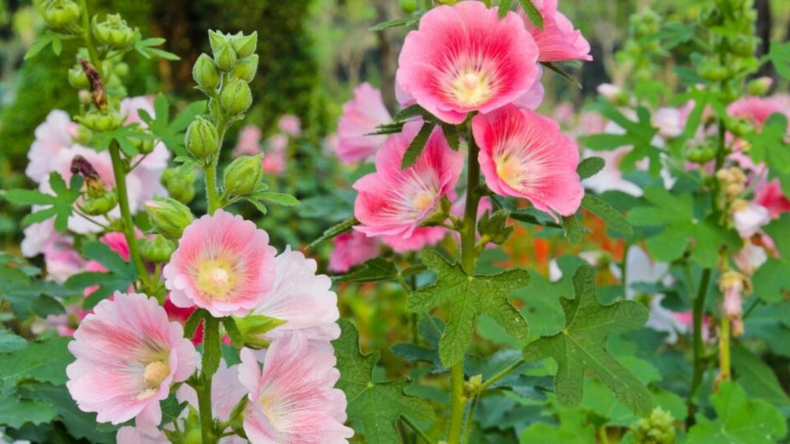 Tall Perennials blooming in the flower garden. There are pink flowers blooming with green foliage at the bottom.