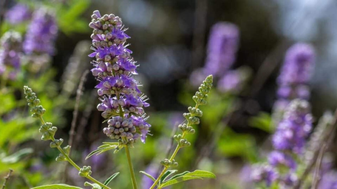 texas perennials. Perennials to Grow in Northern and Southern Texas Climates