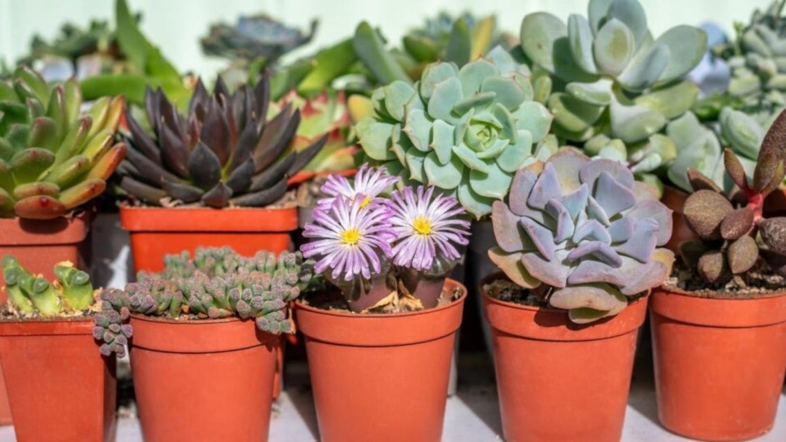 Different Types of Succulents Growing Together on a Table