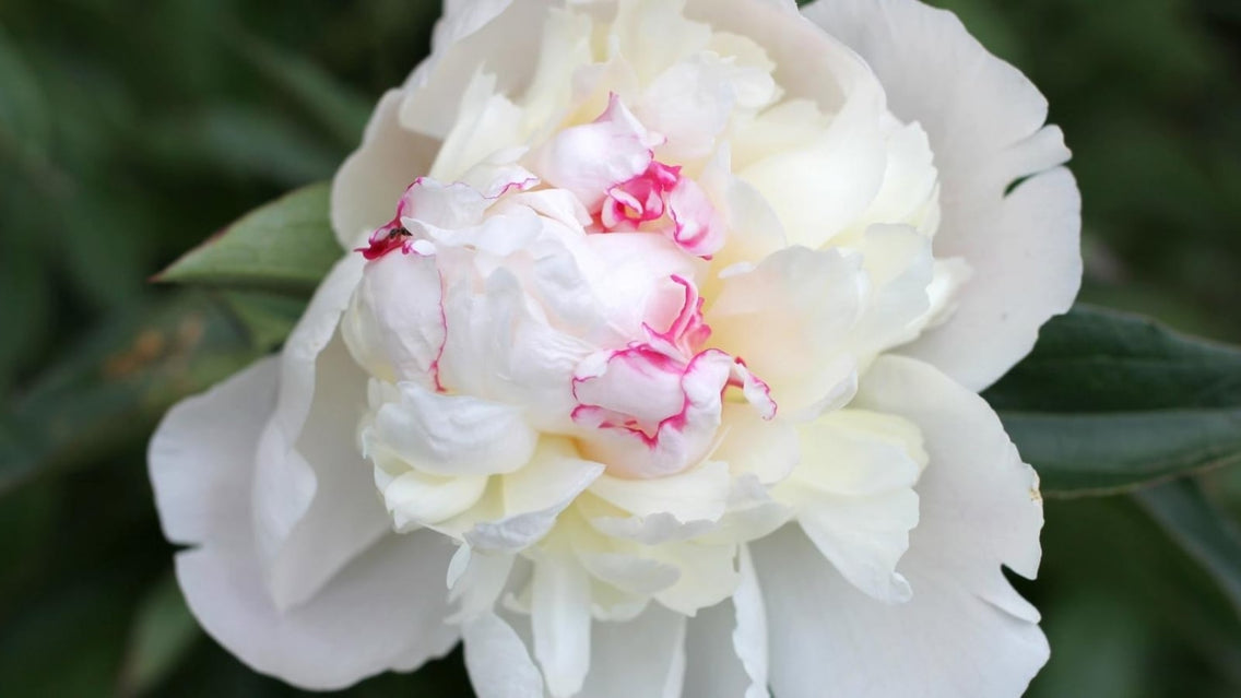 Zone 3 perennials. Hardiness Zone Three Perennial Flower in Garden