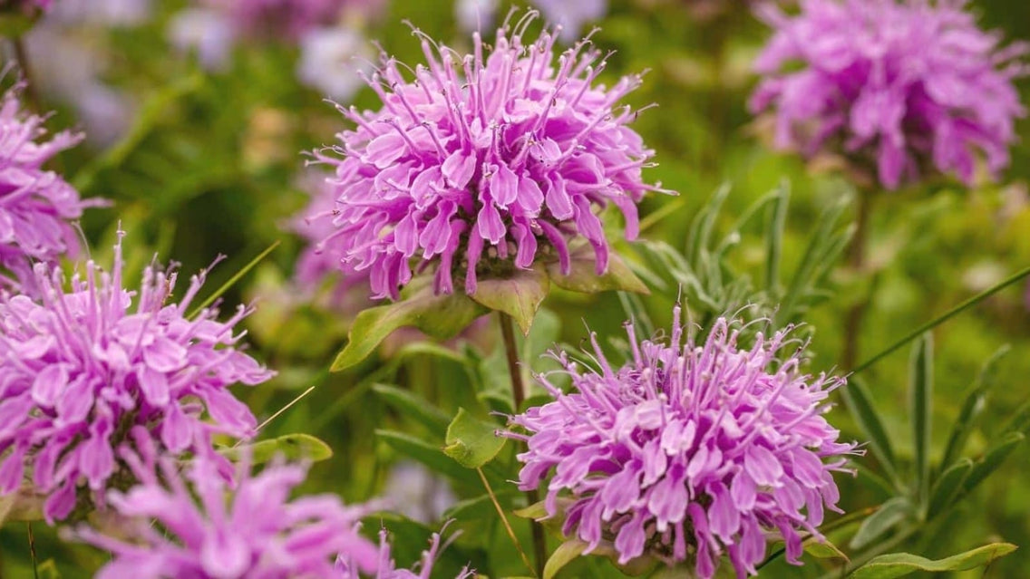 Perennial Plants for Zone 5