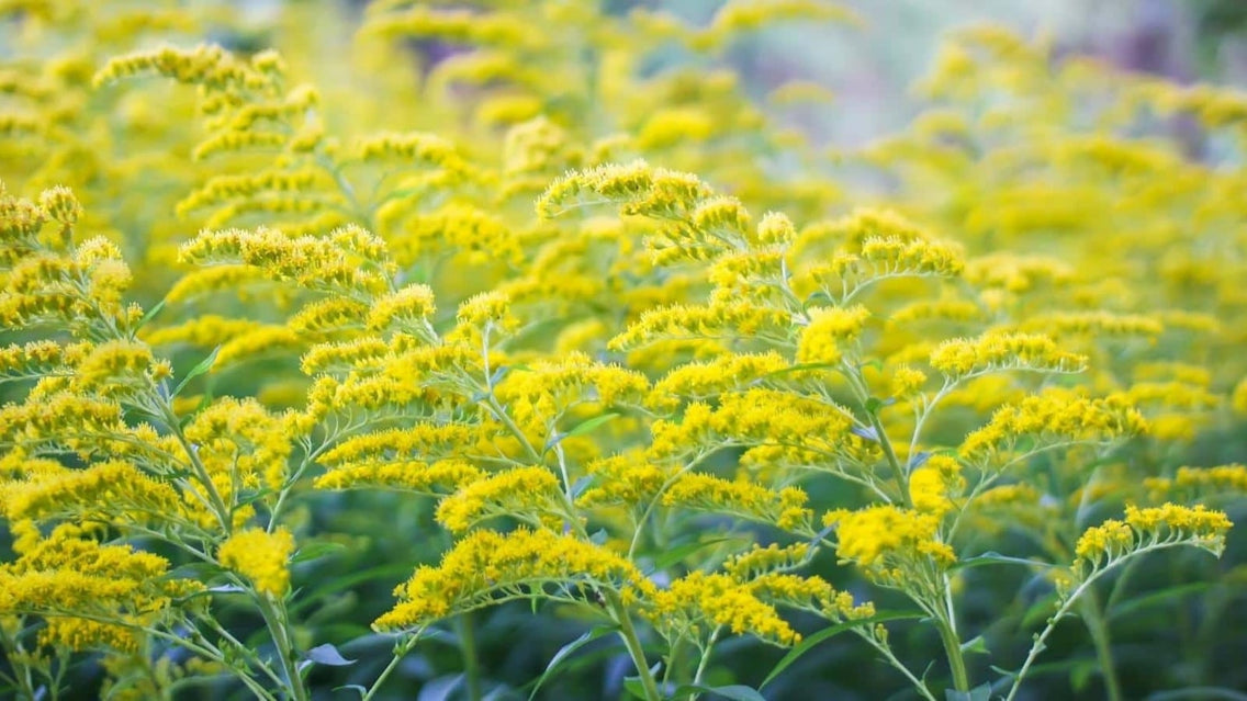zone 6 perennials