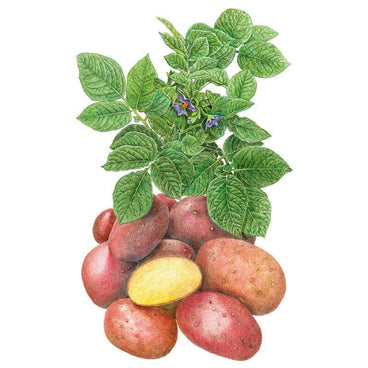 Botanical illustration of Clancy potatoes showing a cluster of red-skinned tubers, one sliced open to reveal pale yellow flesh, beneath a leafy stem bearing small purple flowers.
