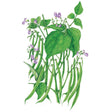 Botanical illustration of a bushy green bean plant with dense leaves, small purple blossoms, and long green bean pods hanging from the stems.