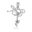 Black line drawing of Golden Sweet Snow Pea seedling on a white background