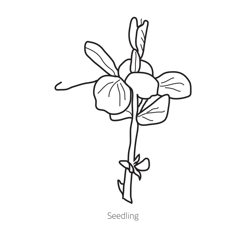 Black line drawing of Golden Sweet Snow Pea seedling on a white background