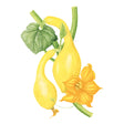 Illustration of Golden Summer Crookneck Summer Squash with a flower on a white background
