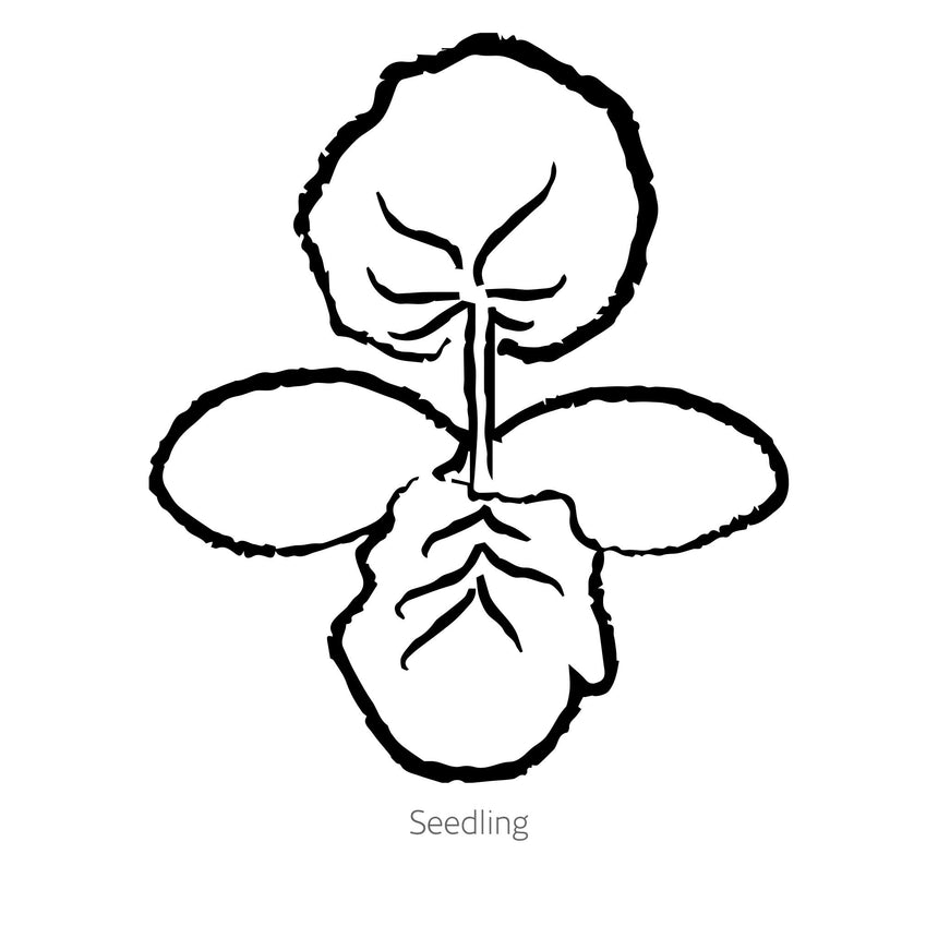 Black and white line drawing of Golden Summer Crookneck Summer Squash seedling with 'Seedling' text.