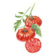 Illustration of red Mortgage Lifter (Halladay's) Pole Tomatoes on a stem with a white background