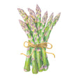 Bunch of green Spartacus Asparagus tied with yellow string on a white background