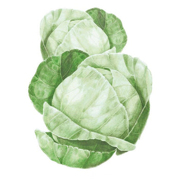 Botanical illustration of two round pale green Copenhagen Market cabbages with tightly wrapped, veined outer leaves, shown against a plain white background.