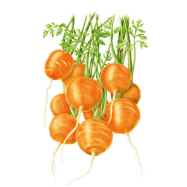 Botanical illustration of round Tonda di Parigi carrots, orange globe-shaped roots with thin taproots and feathery green tops, clustered together against a plain white background.