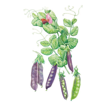Botanical illustration of Sugar Magnolia snap pea vine with tendrils, a pink and maroon bicolour flower, and clusters of purple pods, one split open to reveal green peas alongside a ripe green pod.