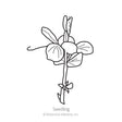 Line drawing of a pea seedling showing rounded leaves, a curling tendril, and an emerging shoot along a slender stem, labeled "Seedling" beneath the illustration.