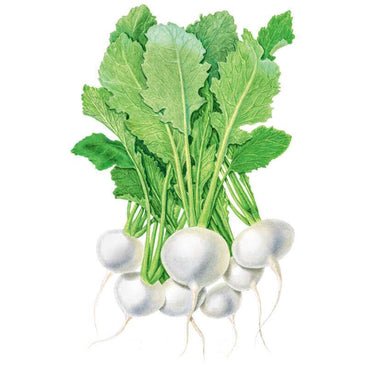 Botanical illustration of White Lady turnips showing a bunch of round, smooth white roots with thin taproots, topped with broad, veined green leaves on pale stems.