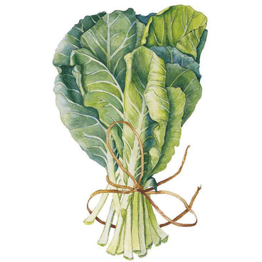 Watercolour illustration of Georgia Southern collards showing a bundle of broad, deeply veined blue-green leaves tied at the pale stems with twine, set against a plain white background.