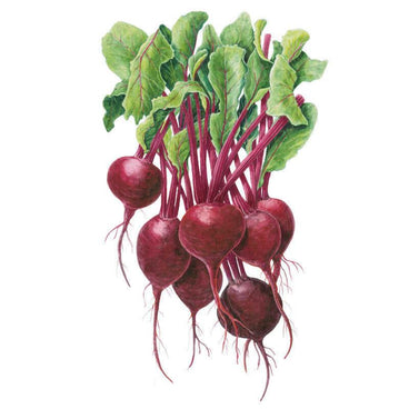 Botanical illustration of a bunch of round, deep red-purple beetroots with crimson-veined stems and green leafy tops, roots and fine tendrils still attached, on a plain white background.