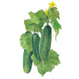 Illustration of three bumpy dark-green cucumbers hanging from a vine with broad leaves, curling tendrils, and a small yellow blossom at the top.