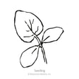 Line drawing of a young seedling with three oval leaves branching from a thin central stem, labeled "Seedling" beneath the illustration.