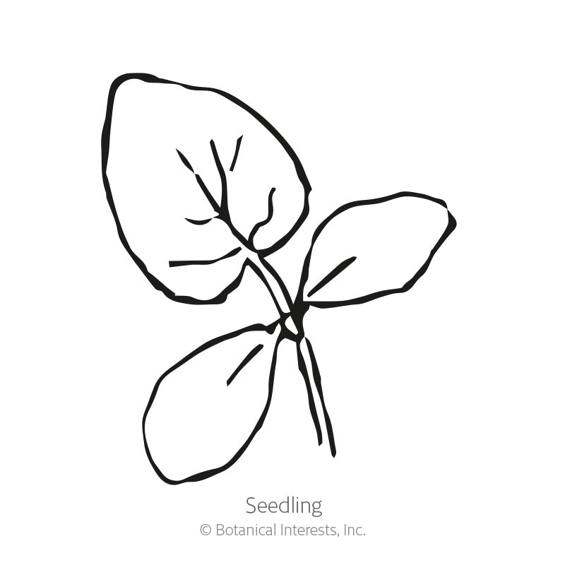 Line drawing of a young seedling with three oval leaves branching from a thin central stem, labeled "Seedling" beneath the illustration.