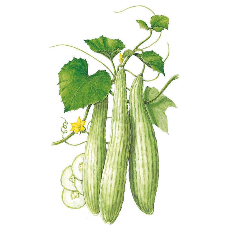 Botanical illustration of three long, ridged pale-green Armenian cucumbers on the vine with heart-shaped leaves, a yellow flower, curling tendrils, and pale cucumber slices shown beside them.
