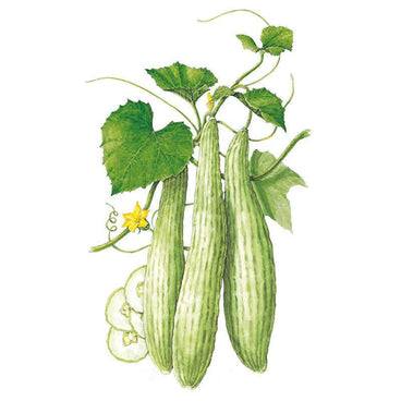Botanical illustration of three long, ridged pale-green Armenian cucumbers on the vine with heart-shaped leaves, a yellow flower, curling tendrils, and pale cucumber slices shown beside them.