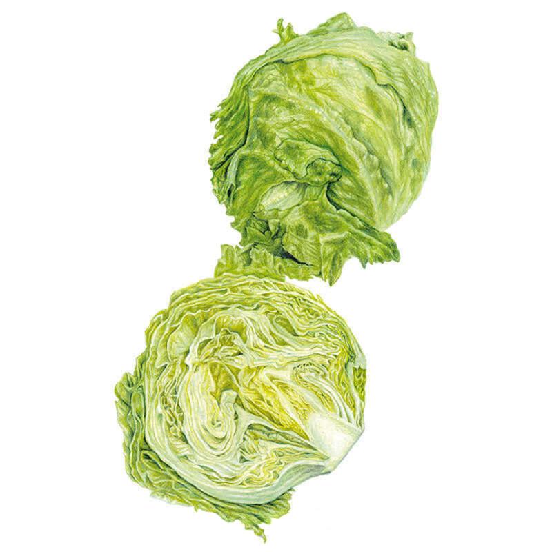 Botanical illustration of Great Lakes 118 crisphead lettuce, showing a whole tightly furled pale green head above a cross-section revealing its dense, ruffled inner leaves and creamy white core.