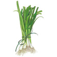 Detailed botanical illustration of a freshly harvested bunch of white scallions or green onions tied together with a green ribbon for White Lisbon Bunching/Scallion Onion Seeds on a plain white background.