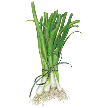 Detailed botanical illustration of a freshly harvested bunch of white scallions or green onions tied together with a green ribbon for White Lisbon Bunching/Scallion Onion Seeds on a plain white background.