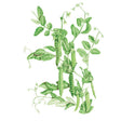 Botanical illustration of a pea plant with curling tendrils, oval leaflets, one white flower, and several plump green pods, one split open to reveal round peas inside.