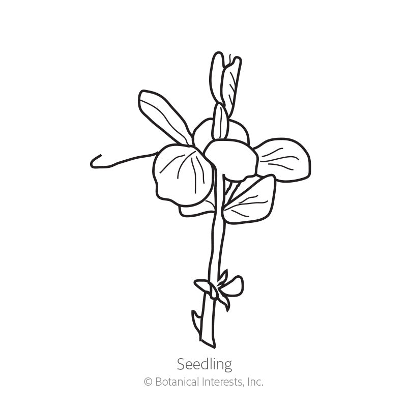 Line drawing of a pea seedling labelled "Seedling," showing rounded leaflets, a curling tendril, and a slender stem with roots, illustrating the plant's early growth stage.