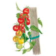 Illustrated tomato truss tied with green tape to a wooden stake, showing fruit at various ripening stages from green through yellow-orange to fully red.