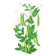 Detailed botanical illustration of a leafy green Sugar Daddy snap pea vine with white blossoms, delicate tendrils, and plump green pea pods on a white background