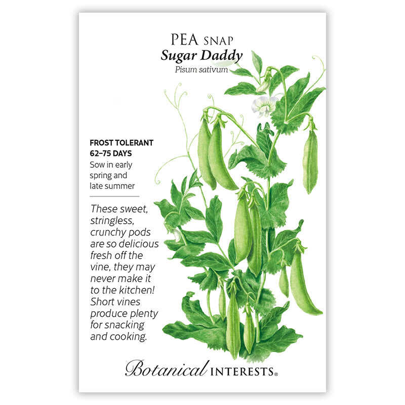 Front of a Botanical Interests seed packet for Sugar Daddy Snap Pea Seeds featuring a detailed botanical illustration of fresh green pea pods on leafy vines with small white flowers.