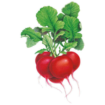 Illustration of Crimson Giant radishes, showing a cluster of round red bulbs with fine trailing roots and leafy green tops, set against a plain white background.