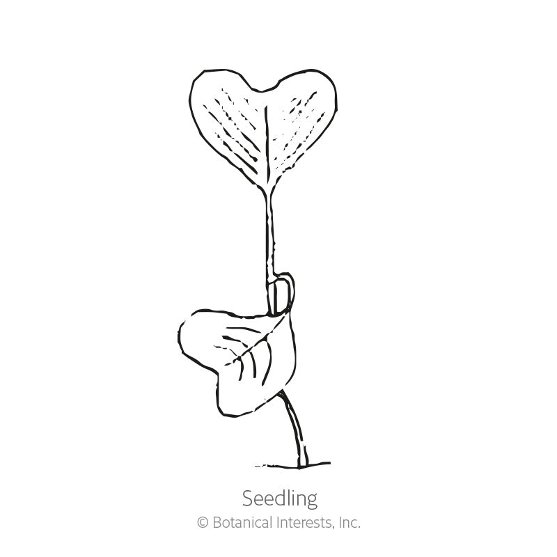 Line drawing of a young radish seedling labeled "Seedling," showing a slender stem with one rounded lower leaf and a heart-shaped upper leaf.