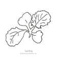 Black-and-white line drawing of a young turnip seedling with four rounded, wavy-edged leaves radiating from a central point, labeled "Seedling."