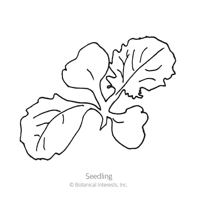 Black-and-white line drawing of a young turnip seedling with four rounded, wavy-edged leaves radiating from a central point, labeled "Seedling."