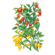 Botanical illustration of a biquinho chile pepper plant with glossy green leaves bearing clusters of small, teardrop-shaped fruits ripening from green through yellow to bright red.