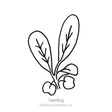 Black line drawing of Arugula/Rocket seedling with leaves on a white background, featuring the brand 'Seedling'.