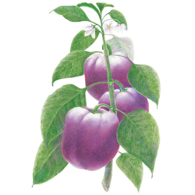 Botanical illustration of a Purple Beauty sweet pepper plant showing three glossy deep-purple, blocky fruits clustered on a leafy stem with small white star-shaped flowers at the tip.