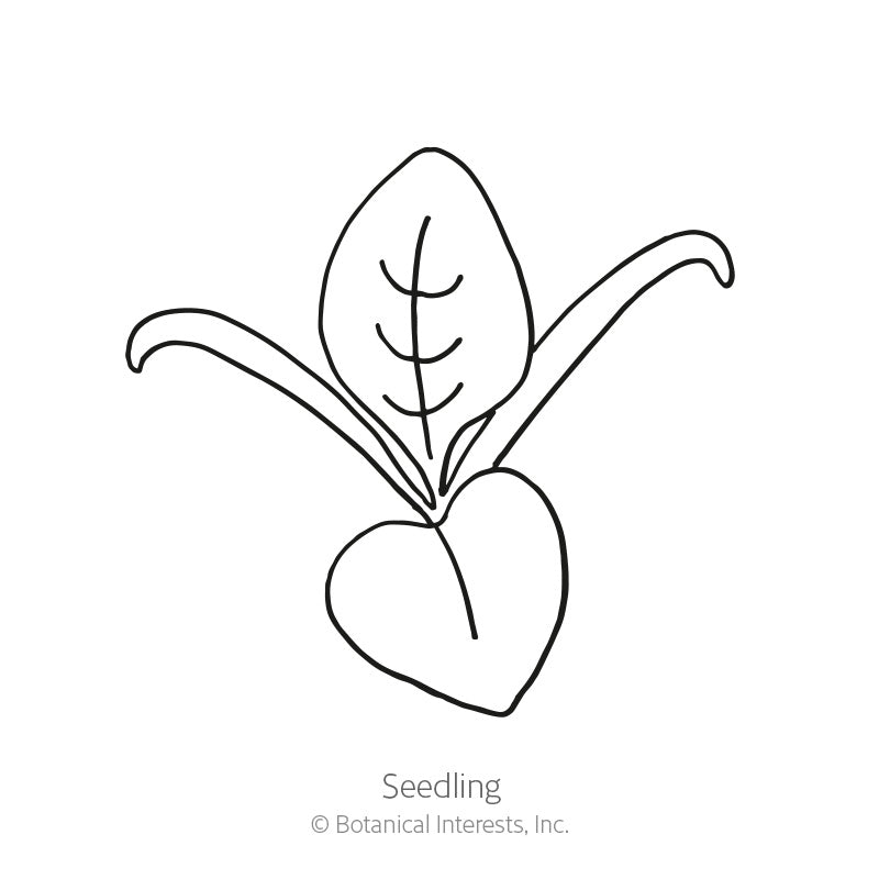 Line drawing of a spinach seedling showing two slender curved cotyledons flanking a broader veined true leaf, labeled "Seedling" beneath the illustration.